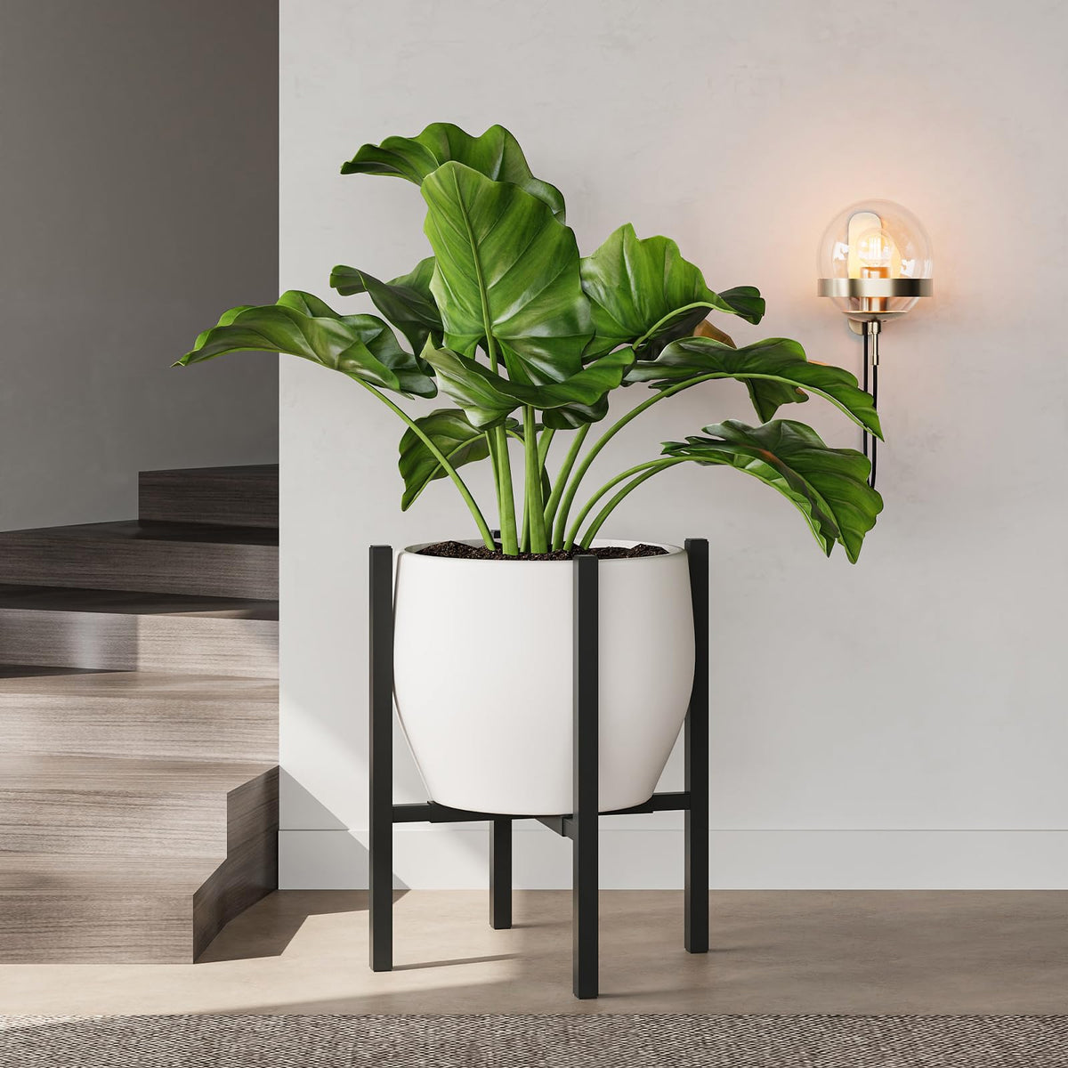Rioneta round plate elevates plant visibility and light exposure.