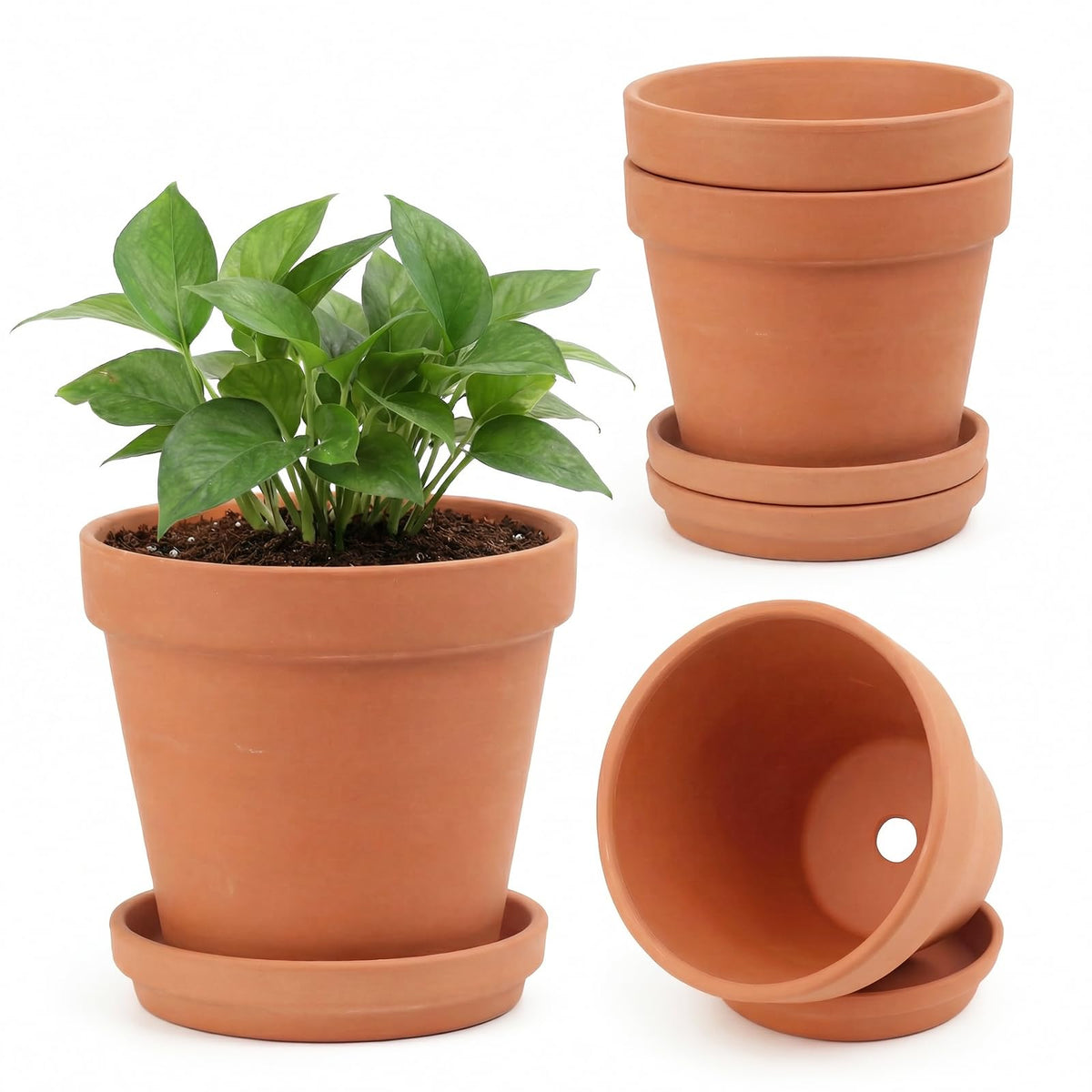 Riseuvo 6-inch terracotta pot with saucer for succulents and herbs.
