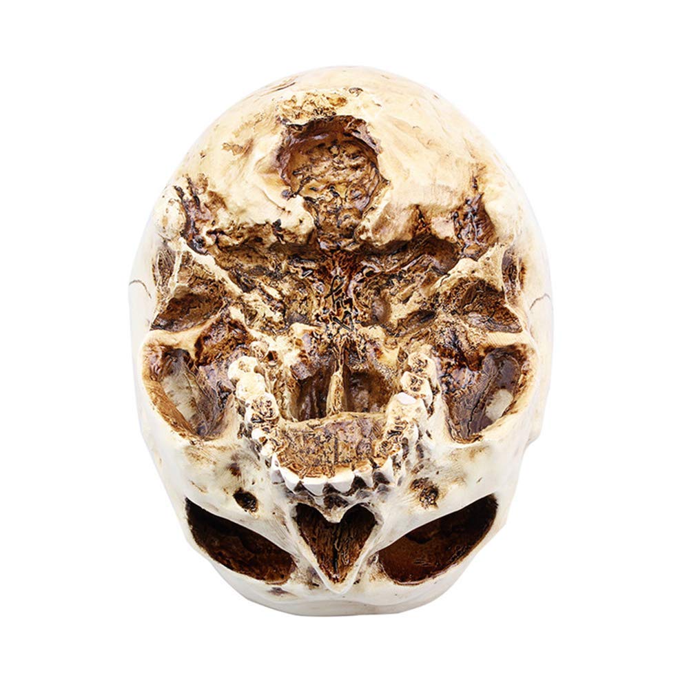 RMM clear skull pot supports small plants with dramatic style