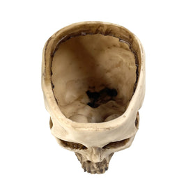 RMM Halloween skull planter enhances coffee bar display