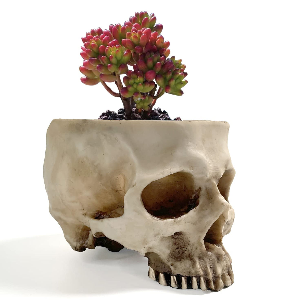 RMM skull bed box container clear side view for versatile home decor