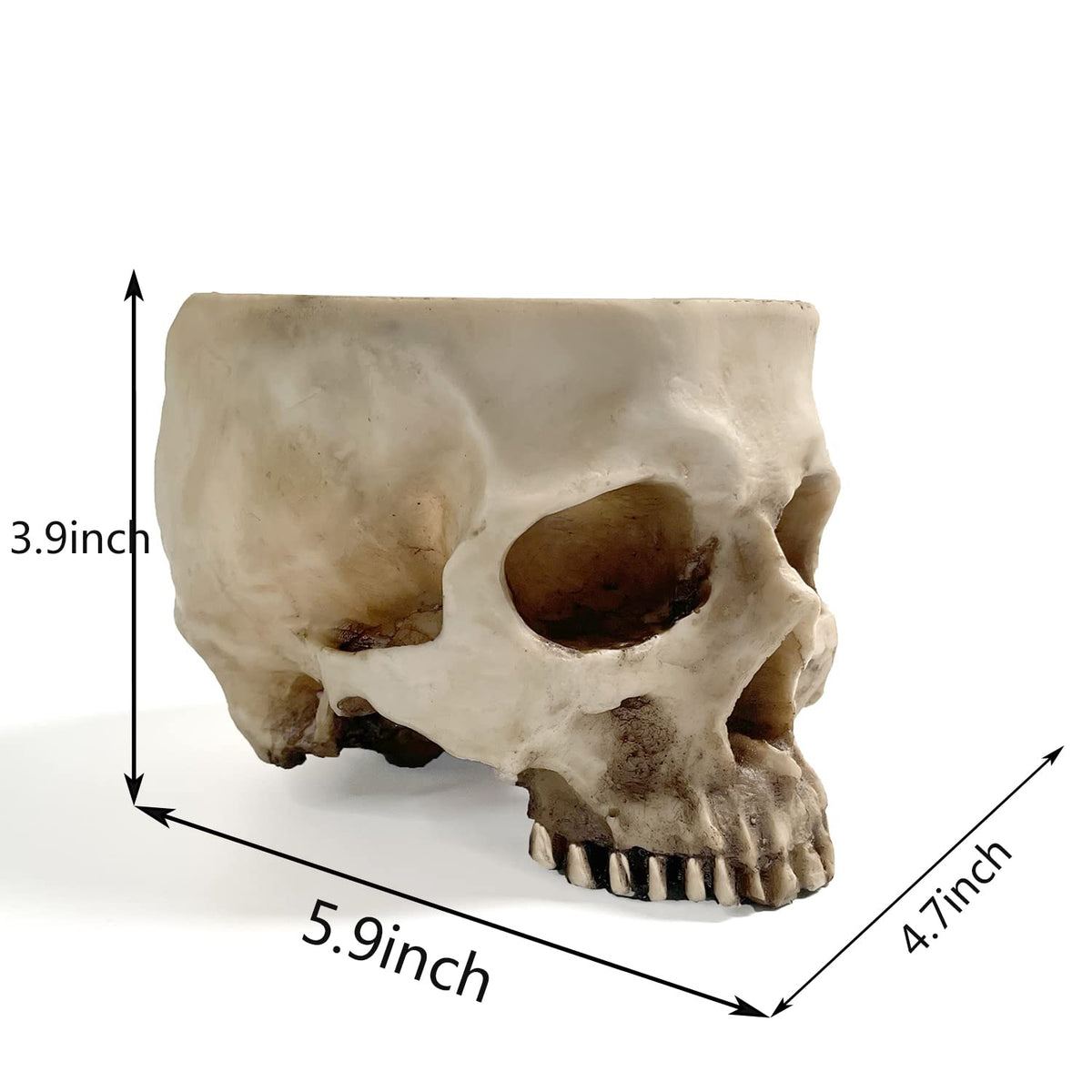 RMM skull planter with succulents offers a compact statement