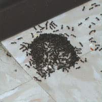 Rockwell Intice Gelanimo-station gel texture shown aiding ant feeding.