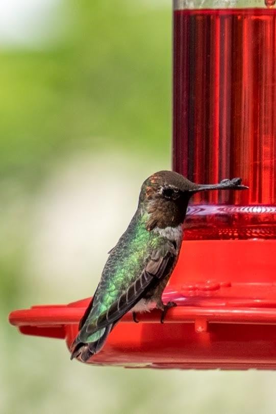 Rocky Mountain Goods feeder close-up highlights bright red color and ports.