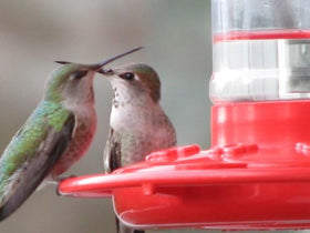 Rocky Mountain Goods hummingbird feeder shown hanging on a tree branch for backyard use.