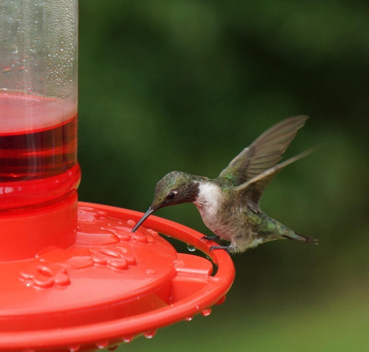 Rocky Mountain Goods hummingbird feeder with wide mouth for quick filling and cleaning.