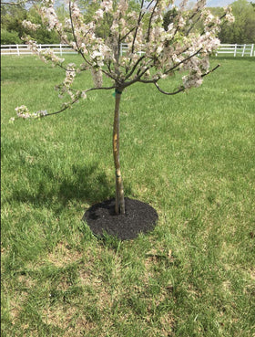 Rocky Mountain Goods mower-safe tree ring stays flat while you mow around the trunk.