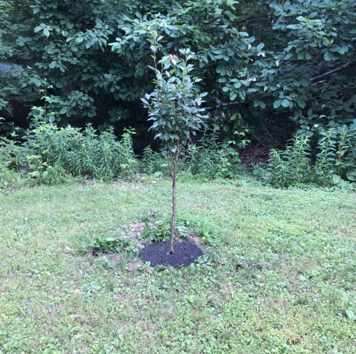 Rocky Mountain Goods no-staples installation makes setup quick around established trees.