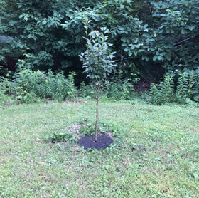 Rocky Mountain Goods no-staples installation makes setup quick around established trees.