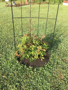 Rocky Mountain Goods porous design provides equal water seepage to tree roots.