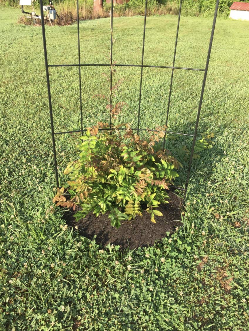 Rocky Mountain Goods mulch ring installed around tree with even water reach.