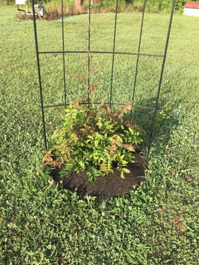 Rocky Mountain Goods mulch ring installed around tree with even water reach.