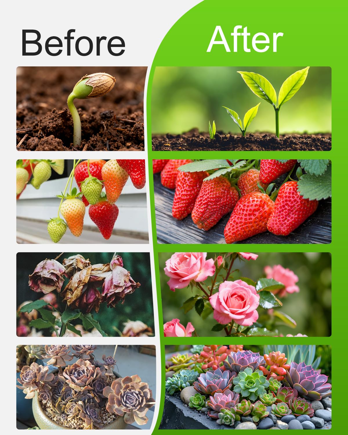 RODINTO grow light ideal for succulents and small houseplants in low-light spaces.