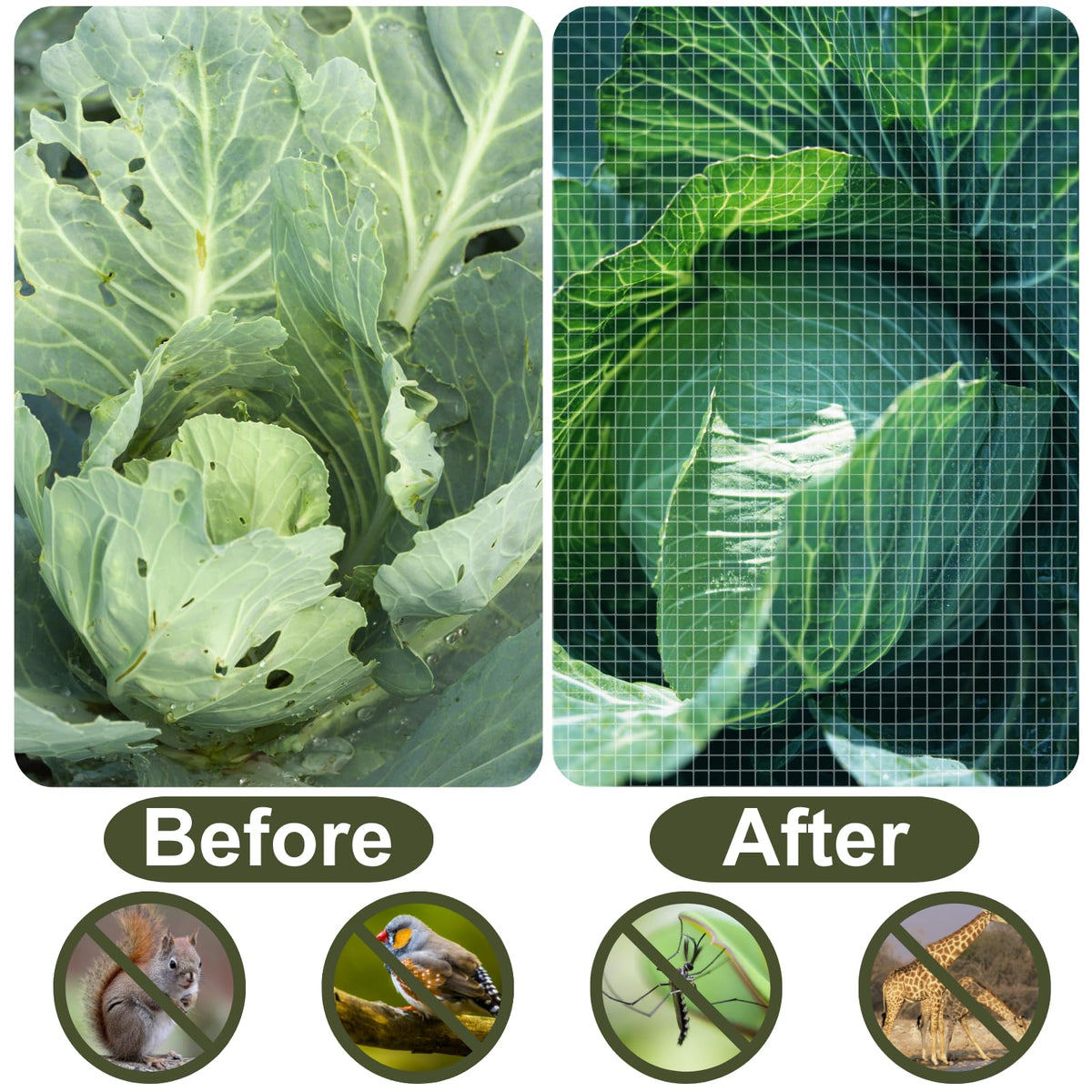 Rohuis Garden Netting suitable for greenhouses, protecting tender plants without blocking sun.