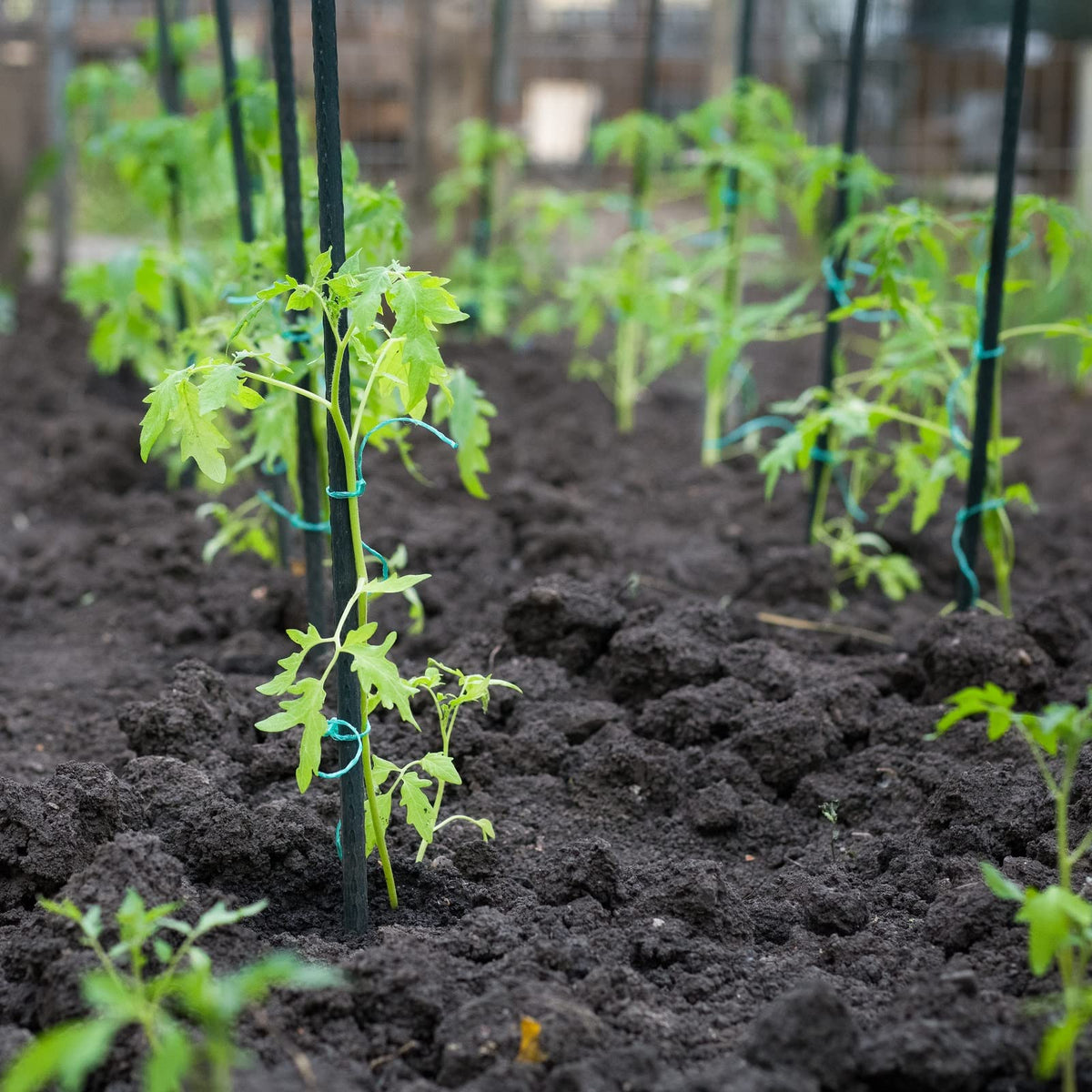 ROMODEN orchid stake supports upright growth and stability.