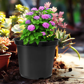 RooTrimmer seedling-ready pot illustrating ready-to-plant starter option.