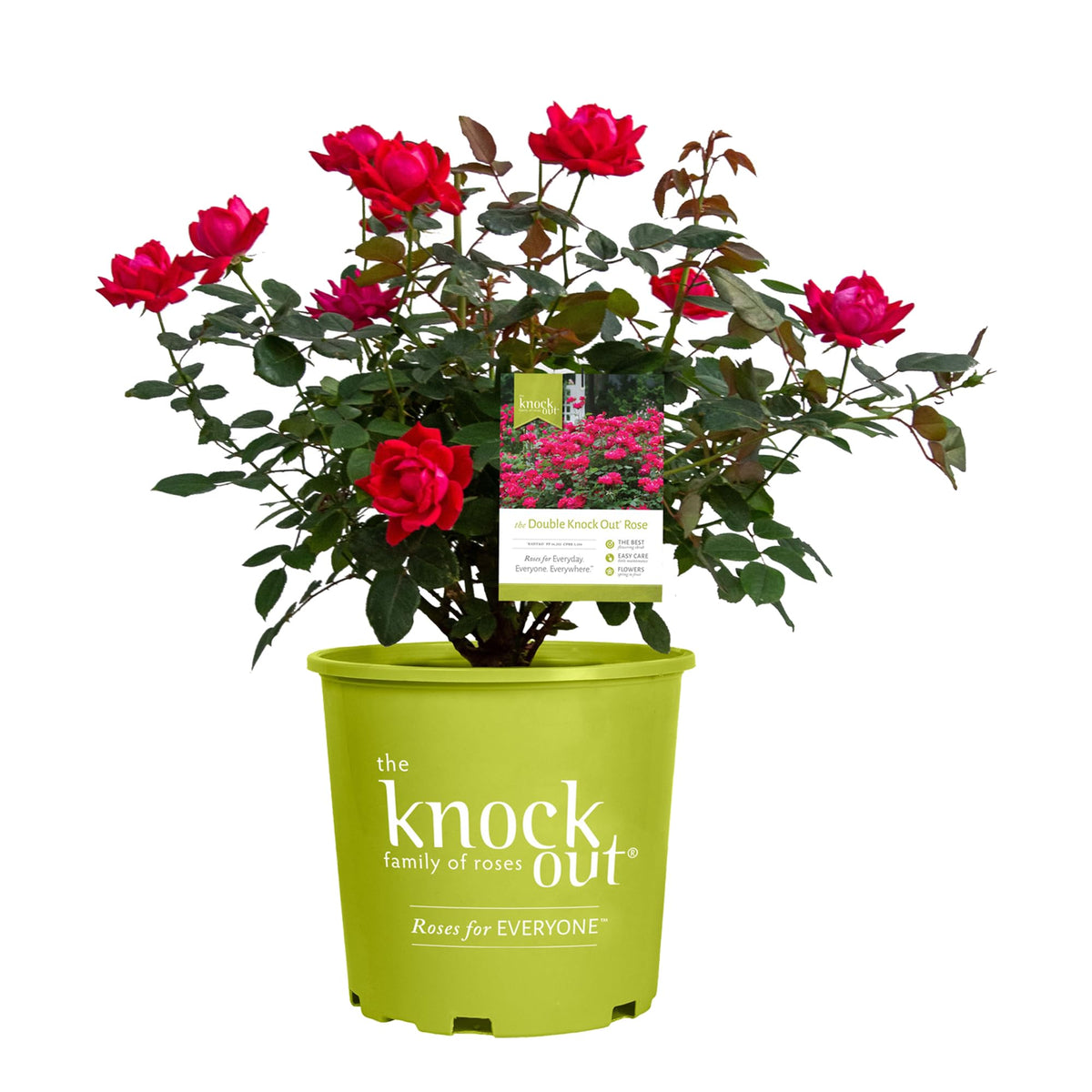 Root 98 Warehouse Knockout Double Red Rose 1g bloom in vibrant red for garden borders.