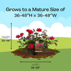 Root 98 Warehouse Knockout Double Red Rose enhances borders and garden accents.