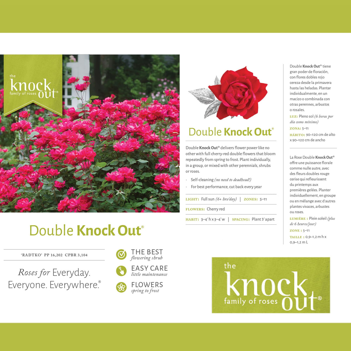 Root 98 Warehouse Knockout Double Red Rose season bloom displays long-lasting color.