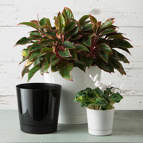 Made in the USA recyclable plastic Root and Vessel Majestic pot
