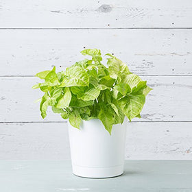 Majestic cylinder pot with drainage-ready base suitable for outdoors