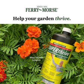 Root base development in potted plants with SUPERthrive