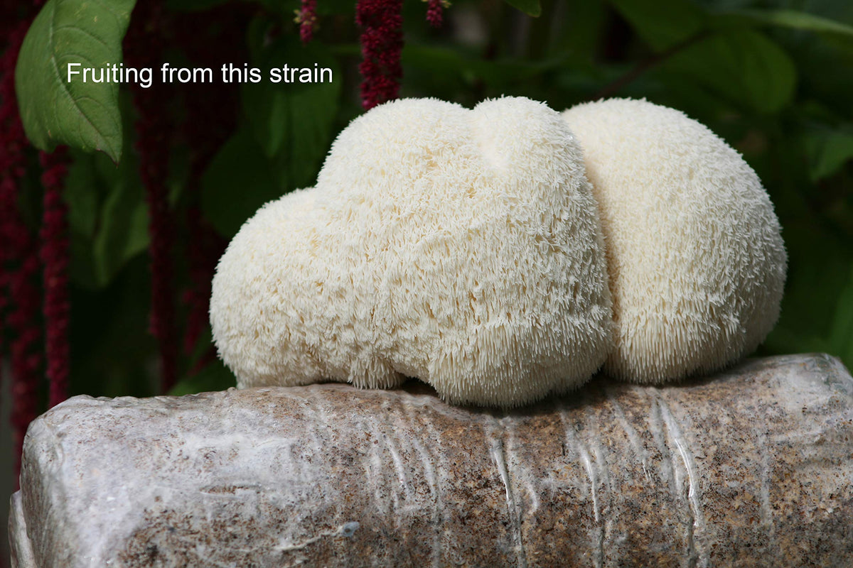 Guidance on colonization temperature for Lion's Mane culture in a lab-friendly setup.