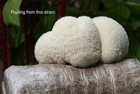 Guidance on colonization temperature for Lion's Mane culture in a lab-friendly setup.