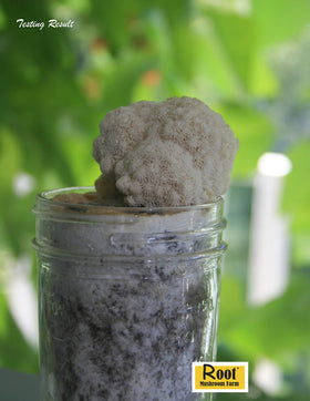 Preparing Lion's Mane culture for substrate inoculation on a clean workspace.