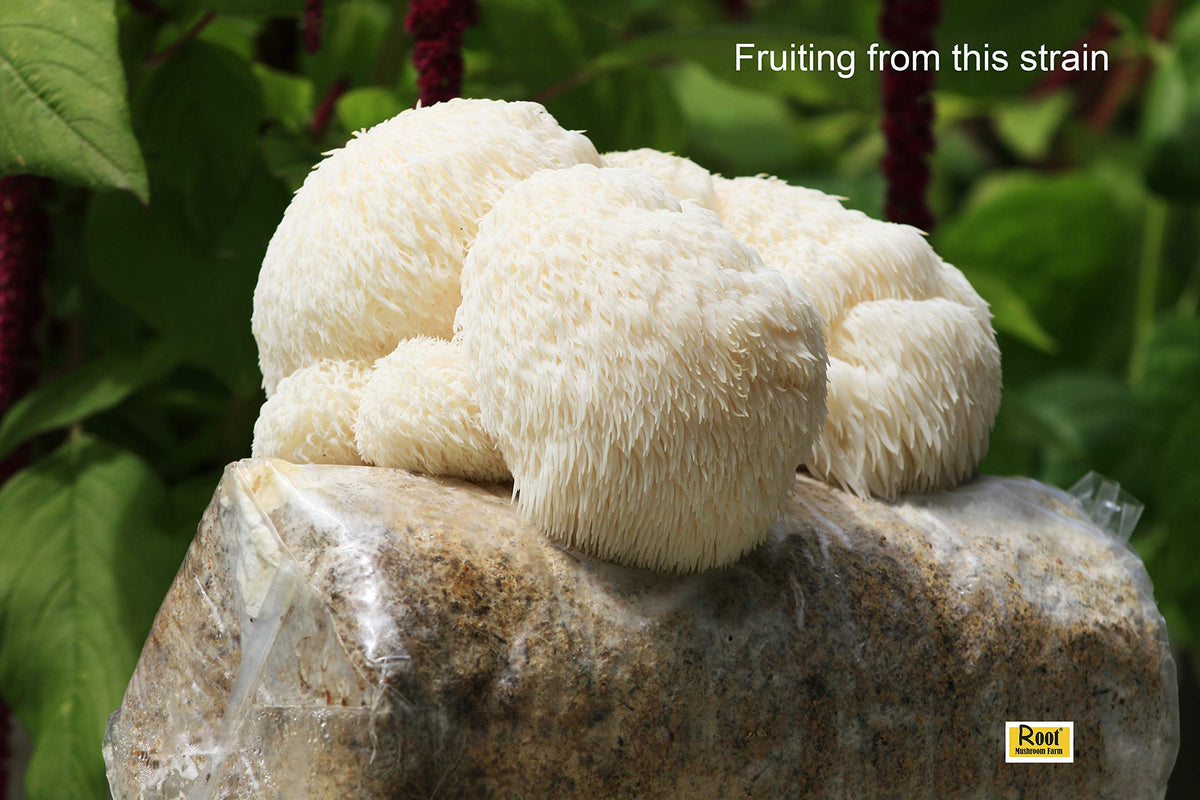 Primordia formation concept image from Lion's Mane culture for learners.