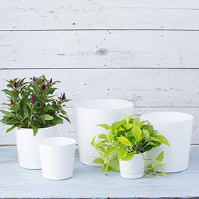 Root & Vessel Majestic pot in use with thriving plant in bright space