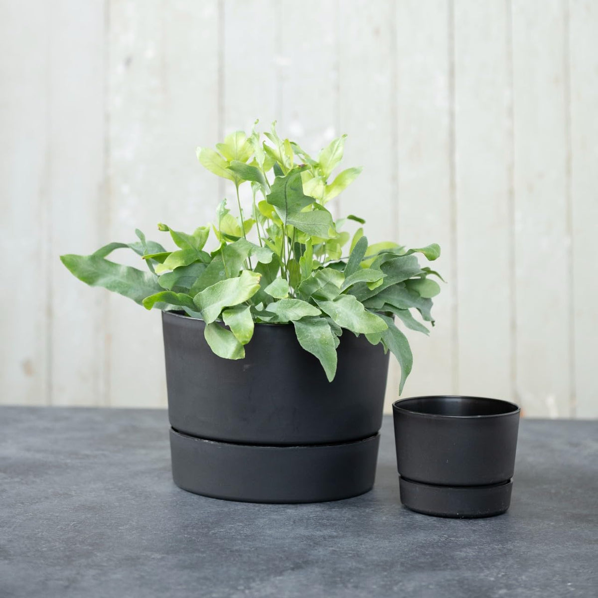 Root & Vessel Majestic MCM pot close-up, matte finish highlights minimalist style.