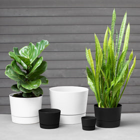 Root & Vessel Majestic MCM pot, side view, lightweight build ideal for versatile placement.