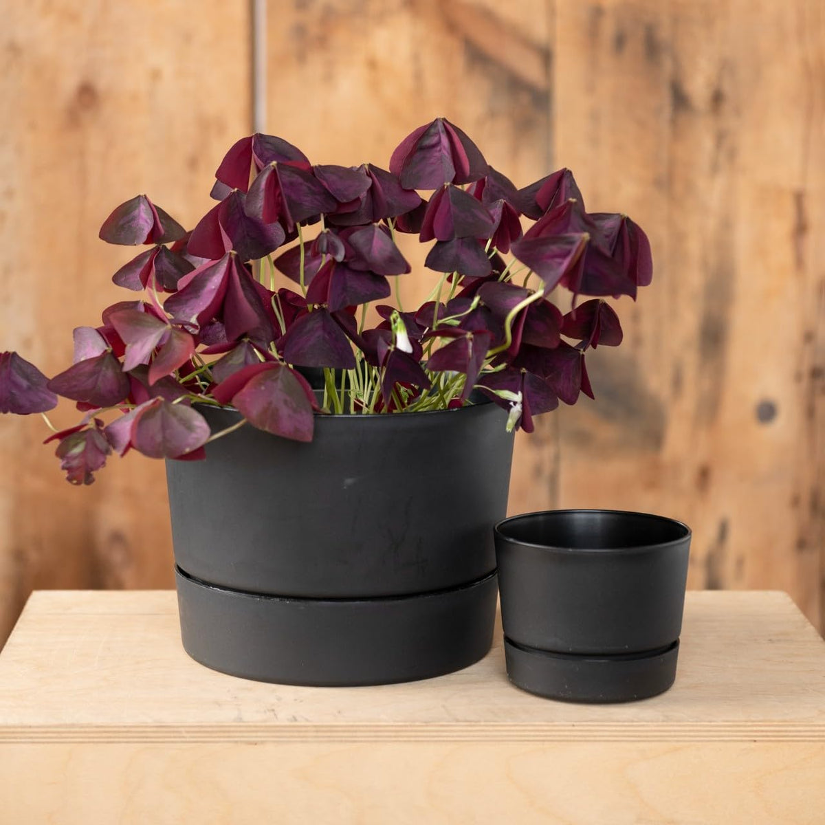 Root & Vessel Majestic MCM pot with built-in tray, inside view showing protection feature.