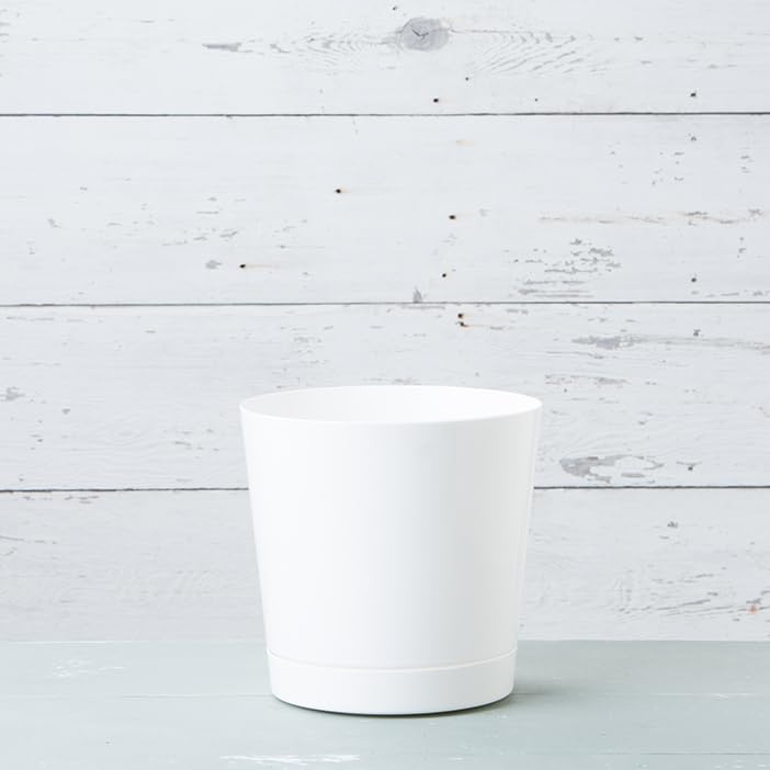 Root & Vessel Novelty Majestic 12in glossy white pot adds modern style indoors.