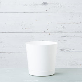 Root & Vessel Novelty Majestic 12in glossy white pot adds modern style indoors.