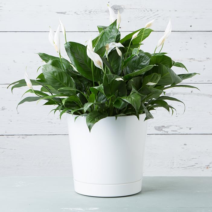 Root & Vessel Novelty Majestic Full-Depth Cylinder Pot made in USA ensures quality.