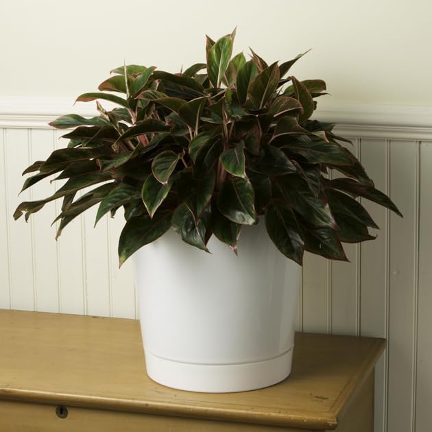 Root & Vessel lightweight sturdy plastic blends durability with easy placement.