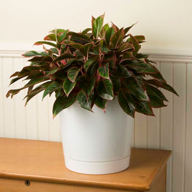 Root & Vessel lightweight sturdy plastic blends durability with easy placement.