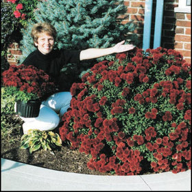 RootBlast sachets in fall planting prep roots for cooler seasons.