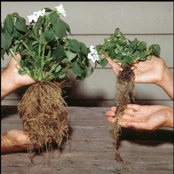 RootBlast sachets for flowers boosting blooms with simple seasonal use.