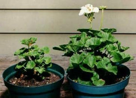 RootBlast sachets used around bulbs for strong establishment and vigor.