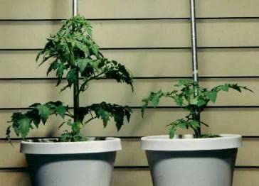 RootBlast sachets for vegetables supporting bigger fruits and steady feeding.