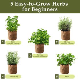 RootCRAFT organic herb seeds ready for quick kitchen harvests.