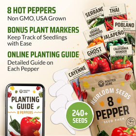 Rooted Acre California Wonder seeds for sweet peppers in home gardens