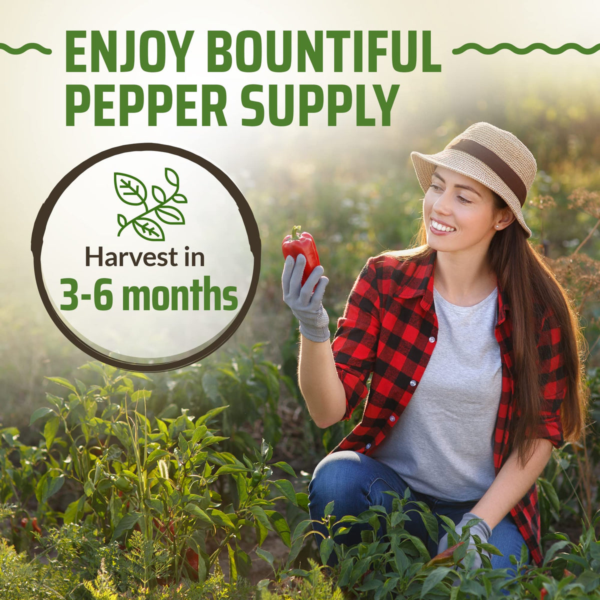 Rooted Acre Thai pepper seeds for crisp hot harvests