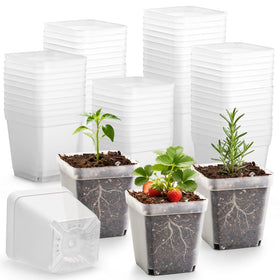 RooTrimmer 2.7-inch square clear nursery pot ready for seed starting indoors.