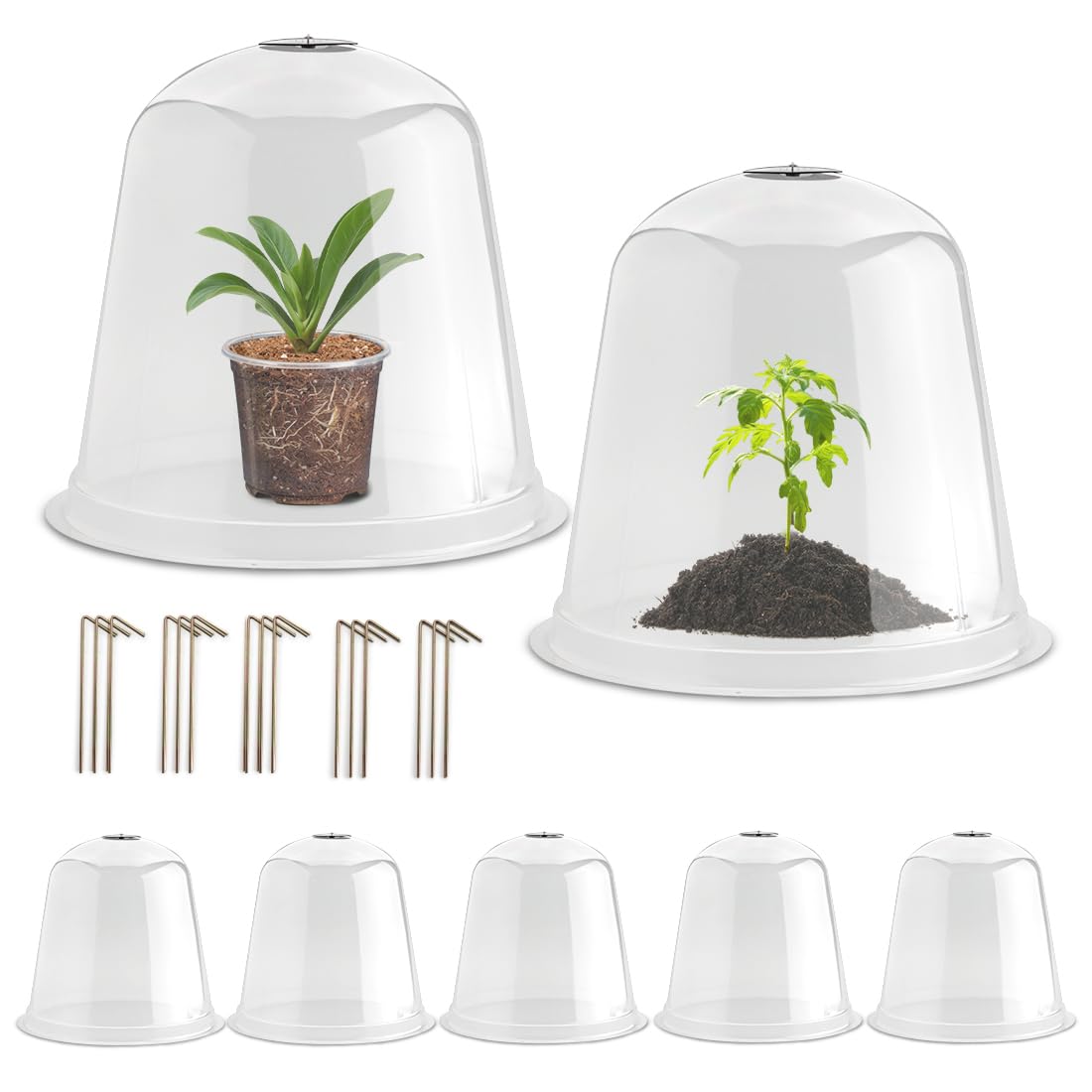 RooTrimmer 13-inch humidity dome over a seedling for microclimate protection