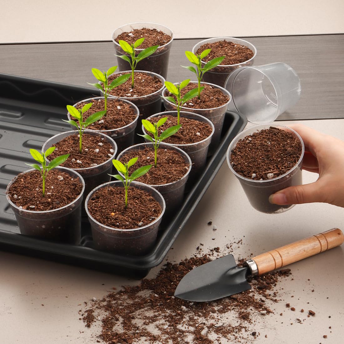 RooTrimmer clear seed pots on office desk for decor and seed starting