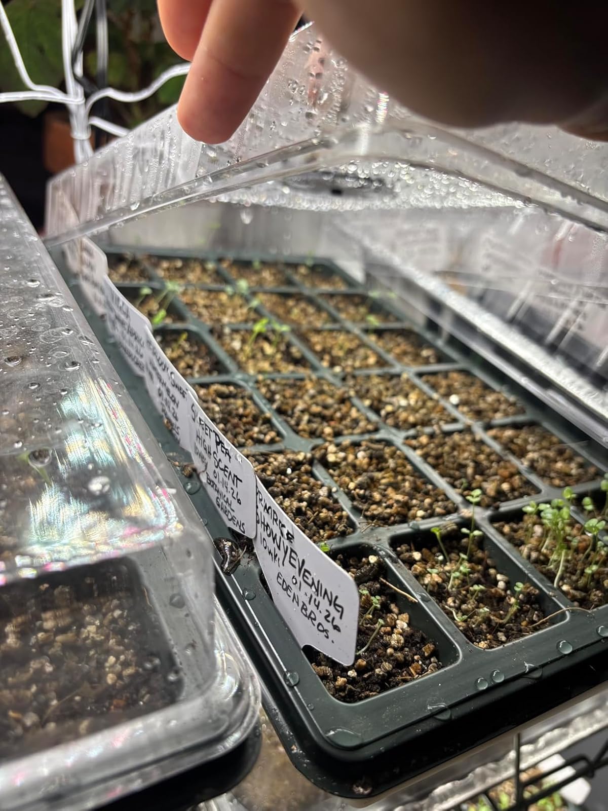 Durable, reusable RooTrimmer trays for seasonal seed starting.